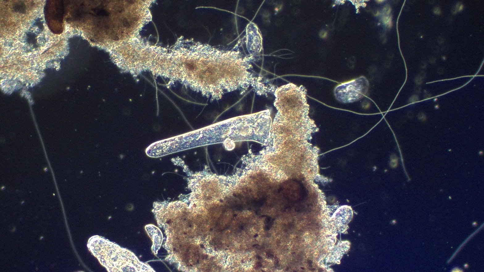 Raw microscopy image before Nymph analysis
